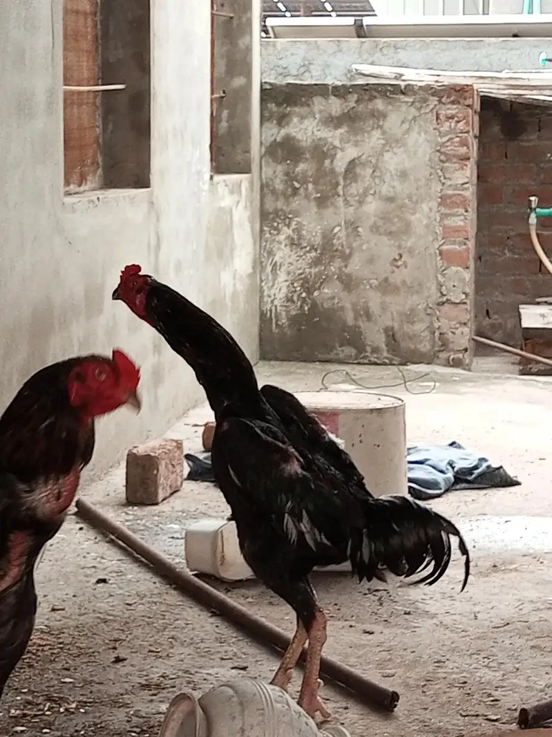 O Shamo Male's available for sale in Lahore. — photo 9