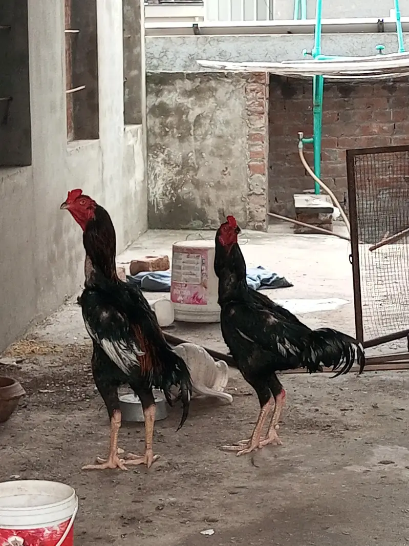 O Shamo Male's available for sale in Lahore. — photo 10