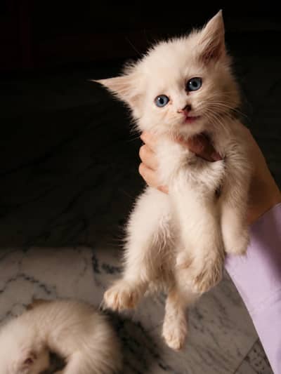 Beautiful Persian Kittens Available | Blue Eyes | Healthy & Playful
