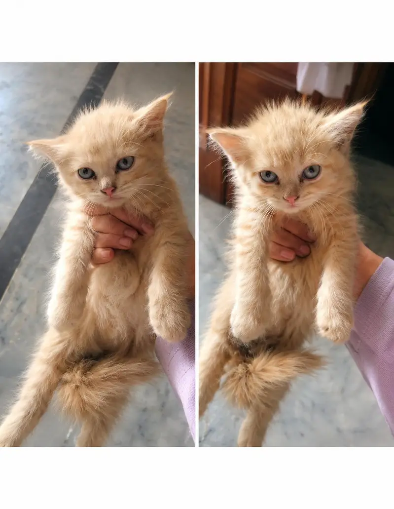 Beautiful Persian Kittens Available | Blue Eyes | Healthy & Playful — photo 2