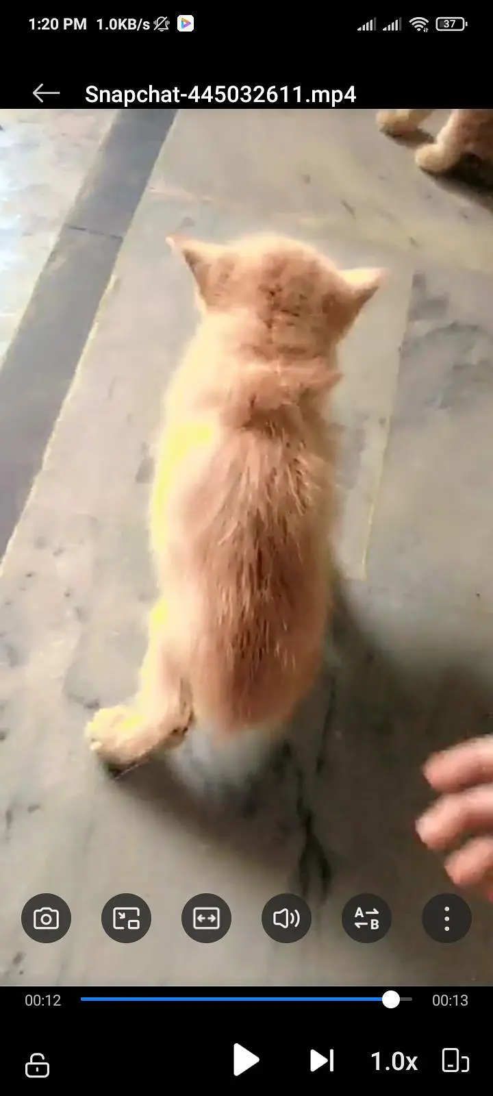 Beautiful Persian Kittens Available | Blue Eyes | Healthy & Playful — photo 3