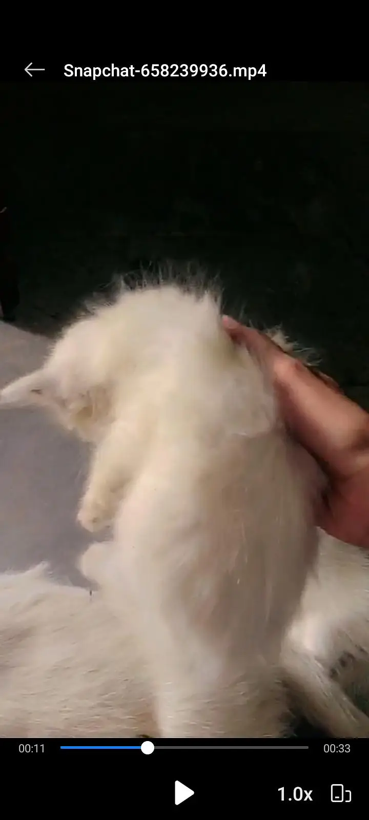 Beautiful Persian Kittens Available | Blue Eyes | Healthy & Playful — photo 4