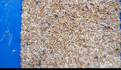 mealworms