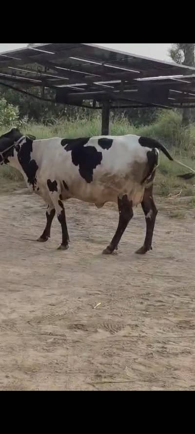 Friesian Cross