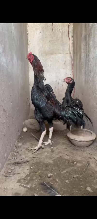premium Shamo Thai Cross Chicks for Sale/chuza/strong boodline/lahore