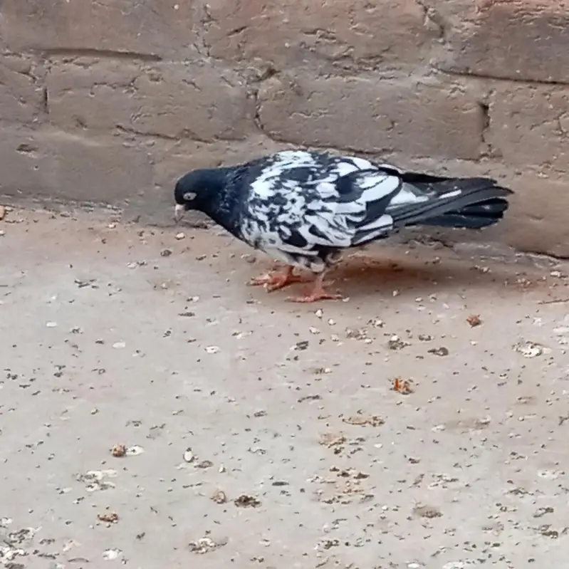 rampuri male for sale madu ur gai ha — photo 3