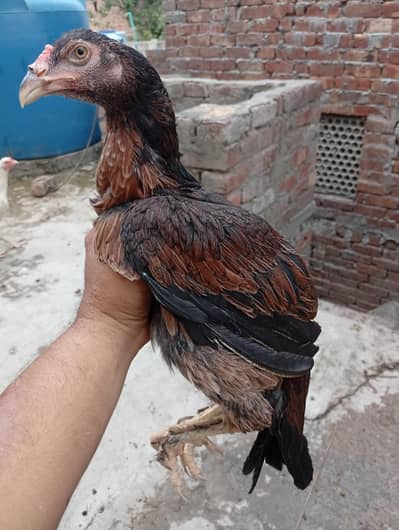 Aseel Pathi heera chick