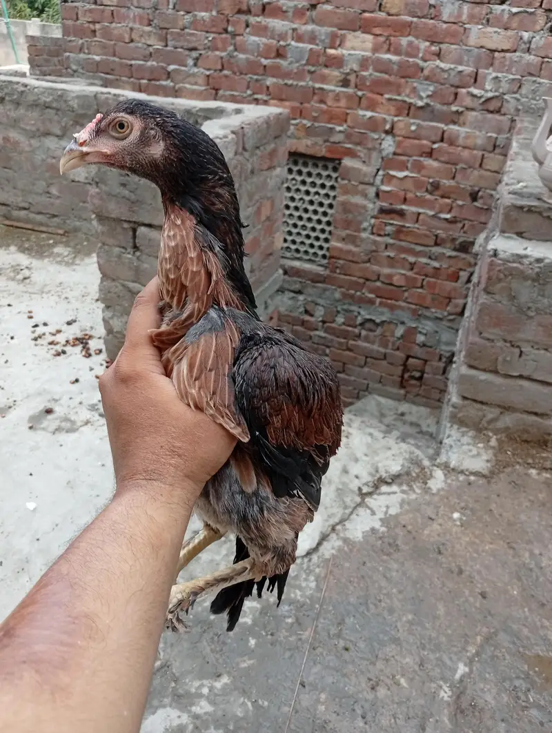 Aseel Pathi heera chick — photo 2