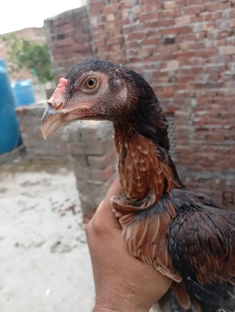Aseel Pathi heera chick — photo 3