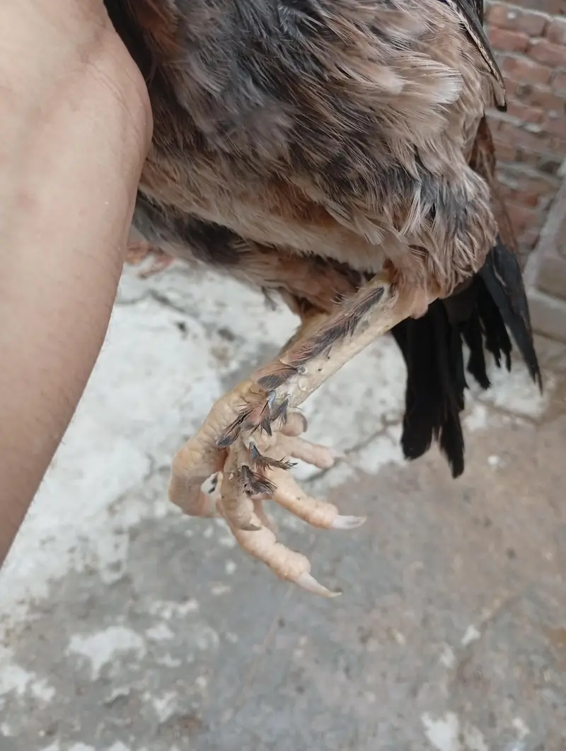 Aseel Pathi heera chick — photo 4