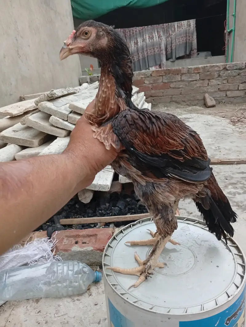 Aseel Pathi heera chick — photo 5