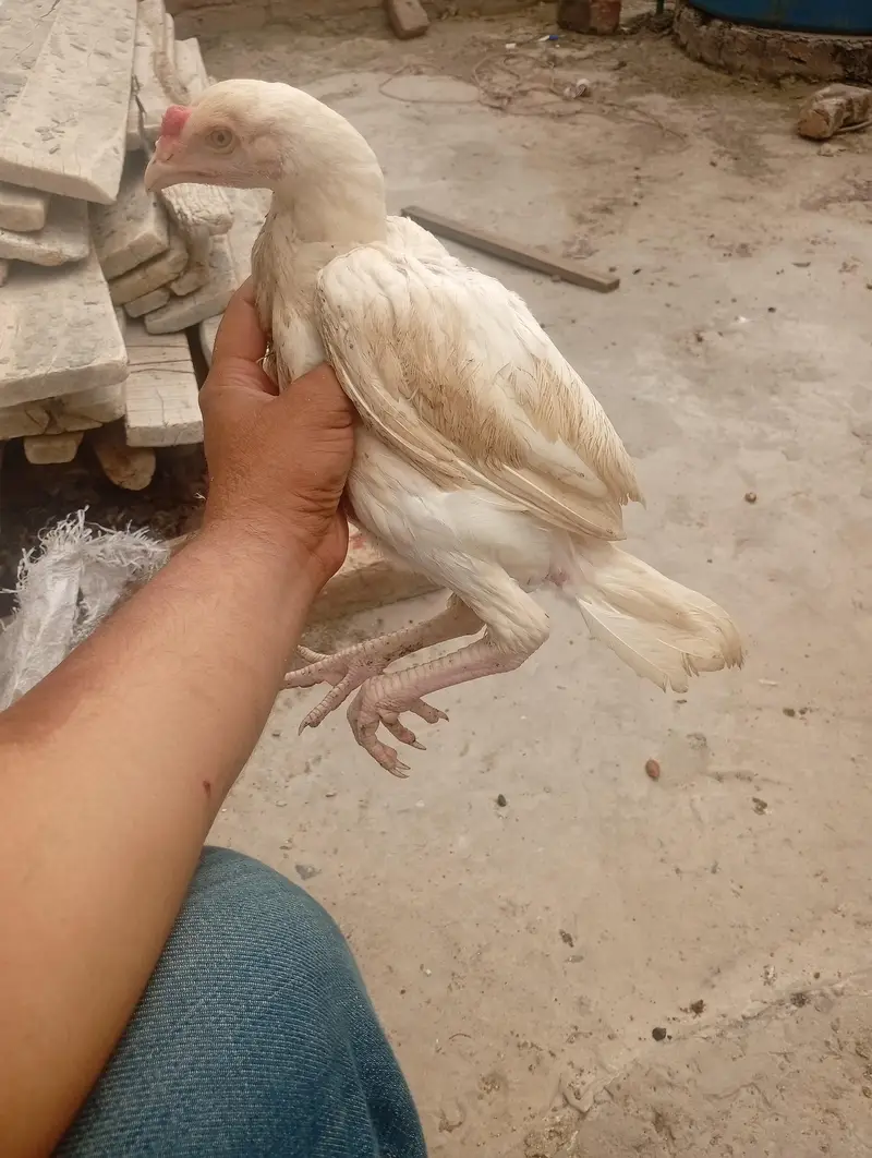 Aseel Pathi heera chick — photo 6