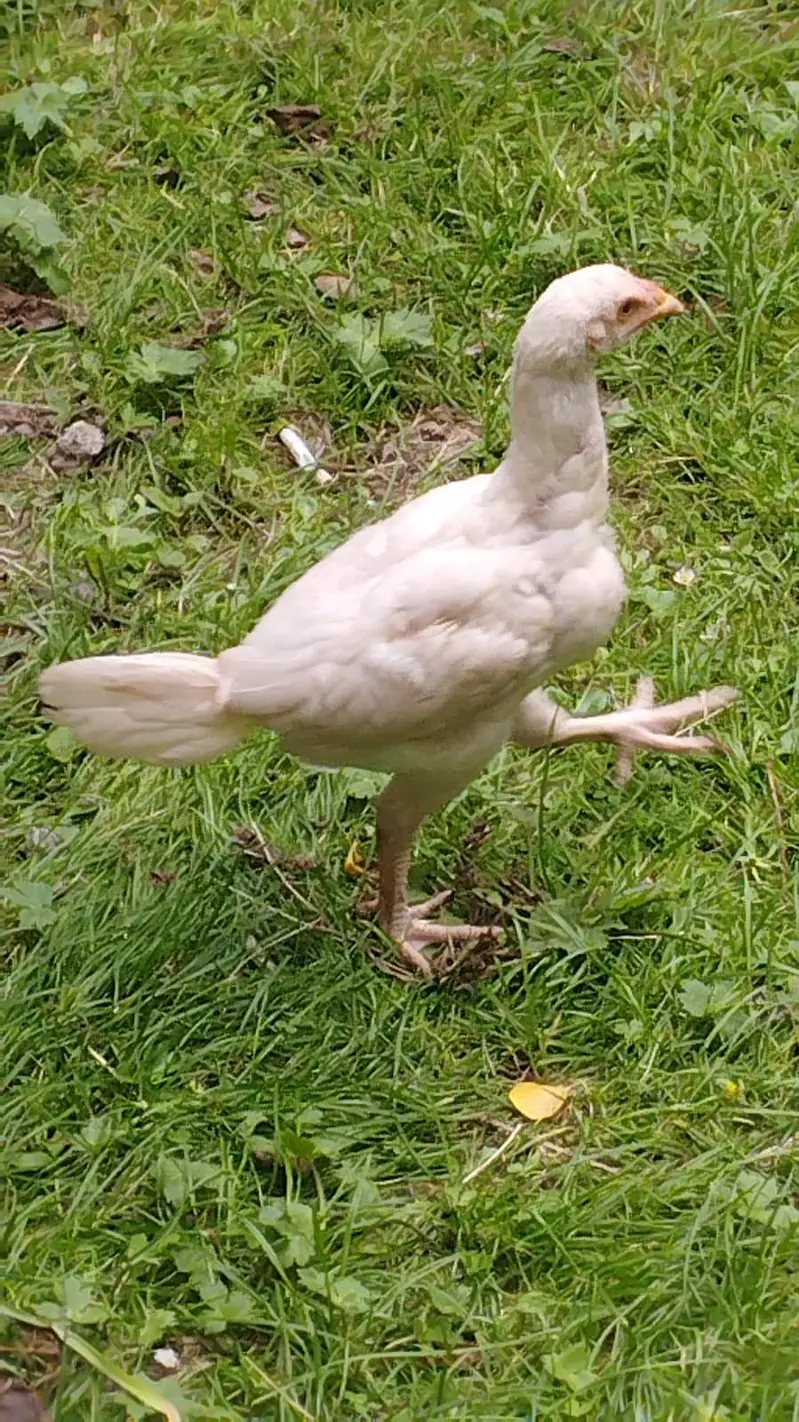 Aseel Pathi heera chick — photo 7