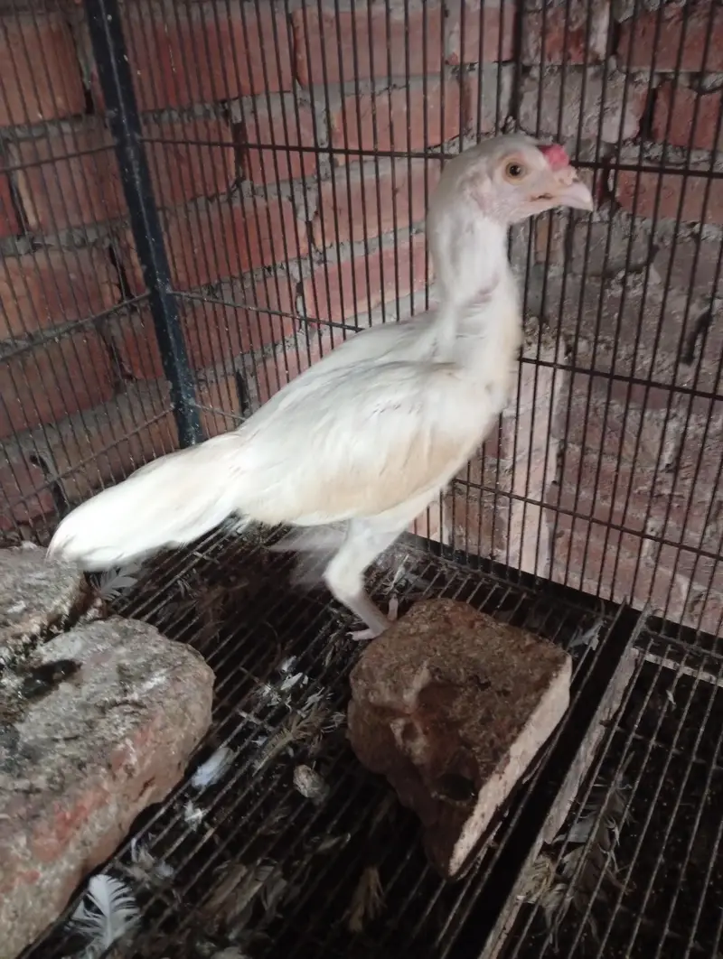 Aseel Pathi heera chick — photo 8