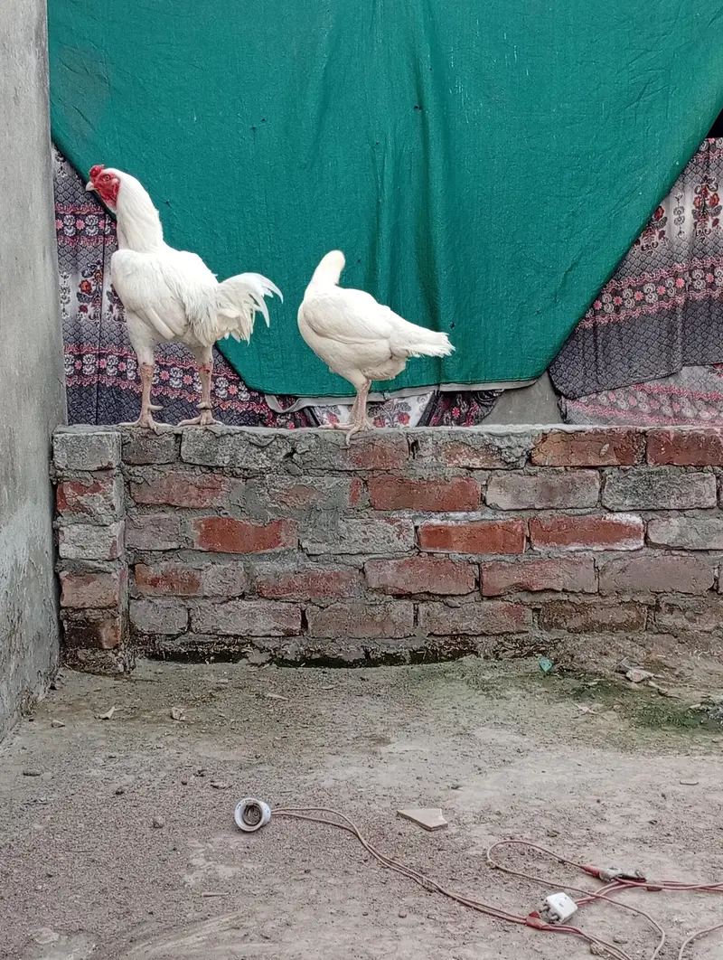 Aseel Pathi heera chick — photo 9