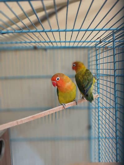 love birds pair beautiful voice