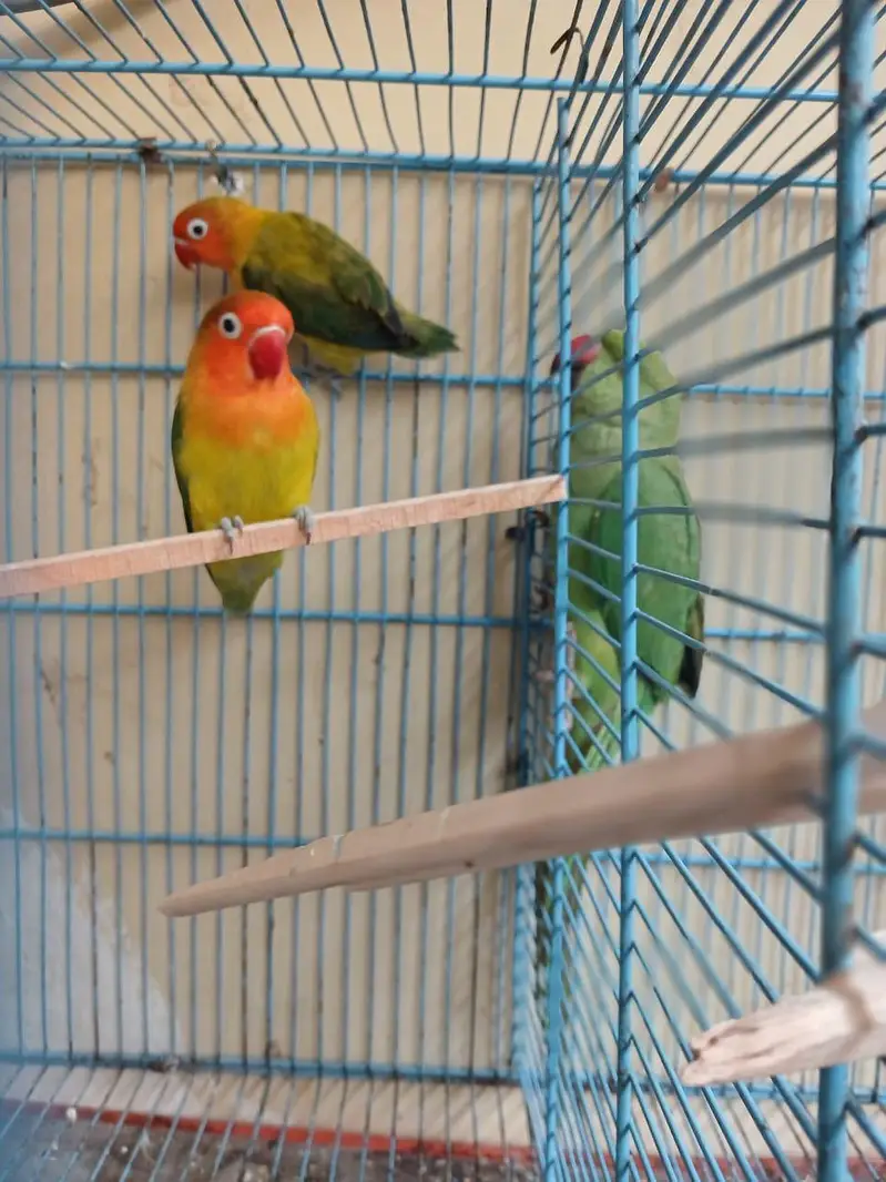 love birds pair beautiful voice — photo 2