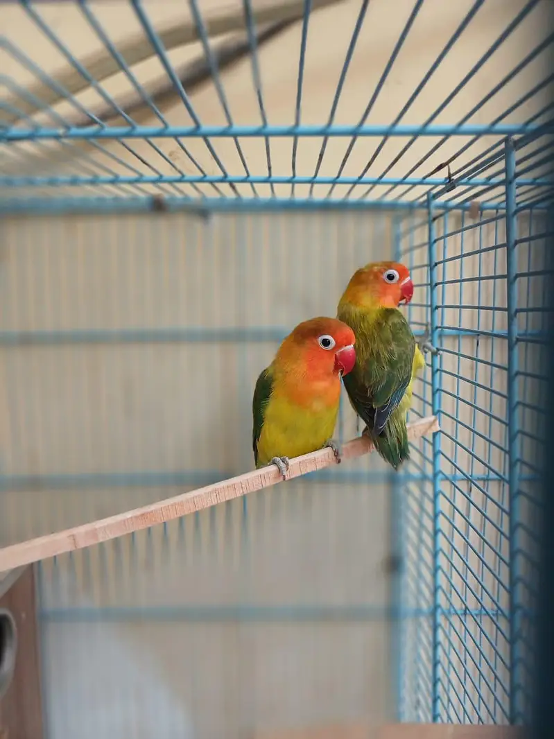 love birds pair beautiful voice — photo 3