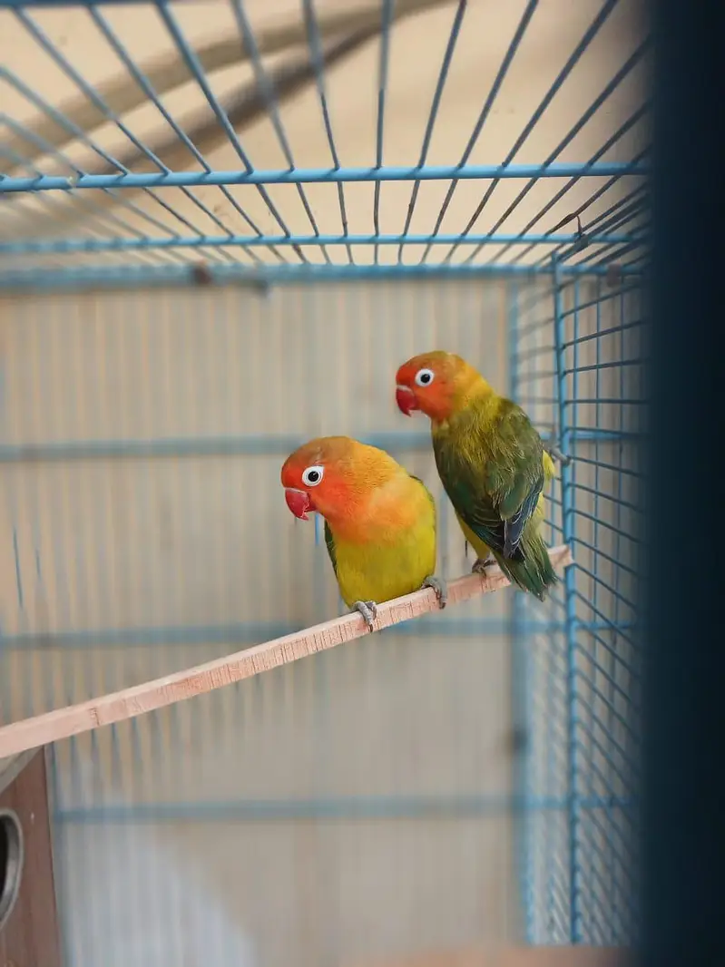 love birds pair beautiful voice — photo 4