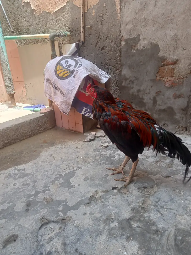 Aseel morga — photo 2