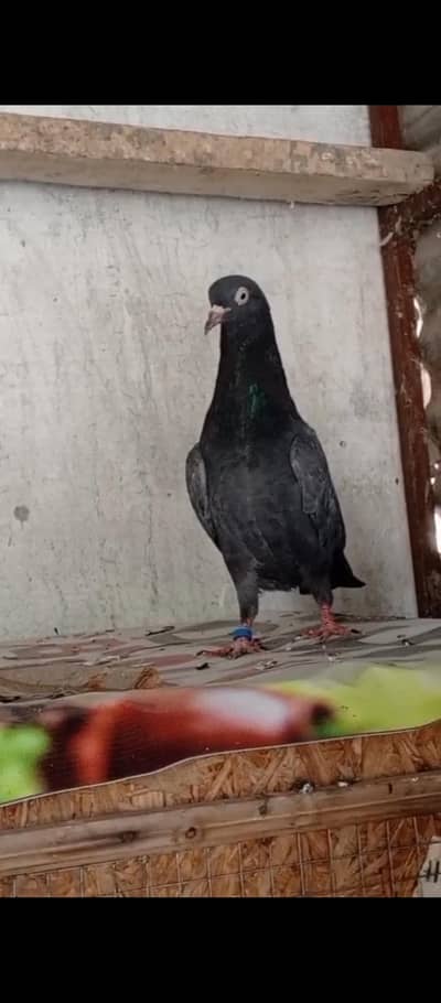 black teddy male
