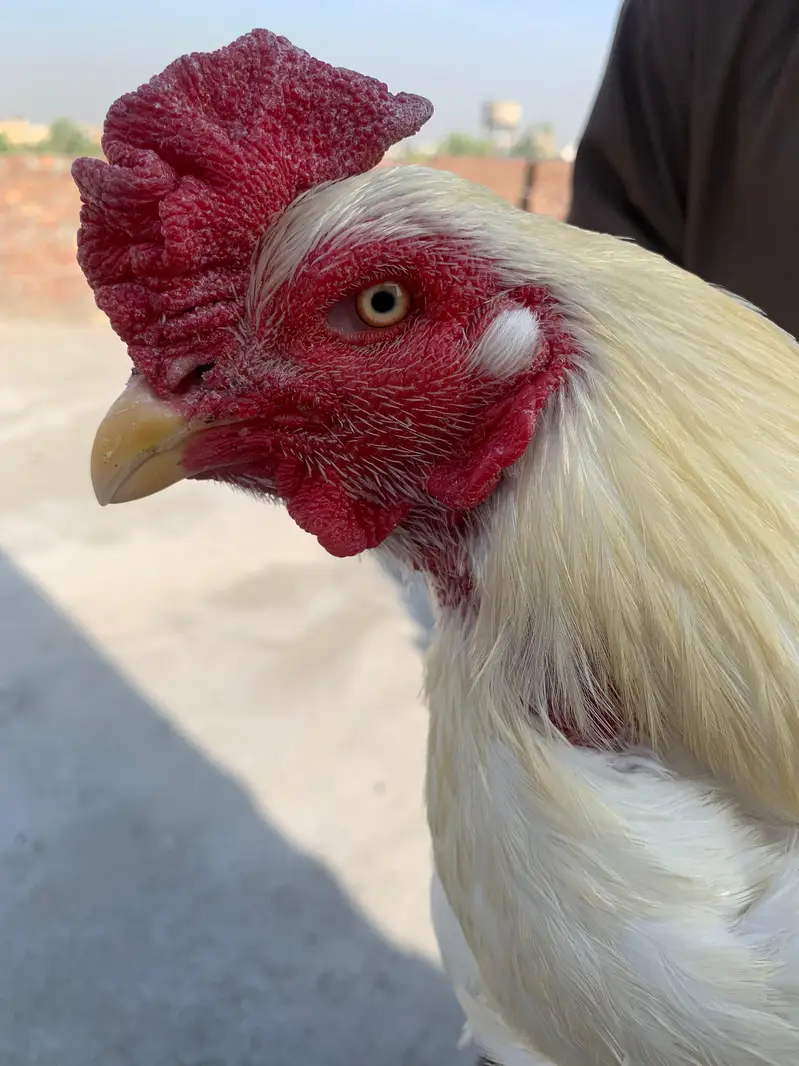 Hera male for sale active breeder — photo 2