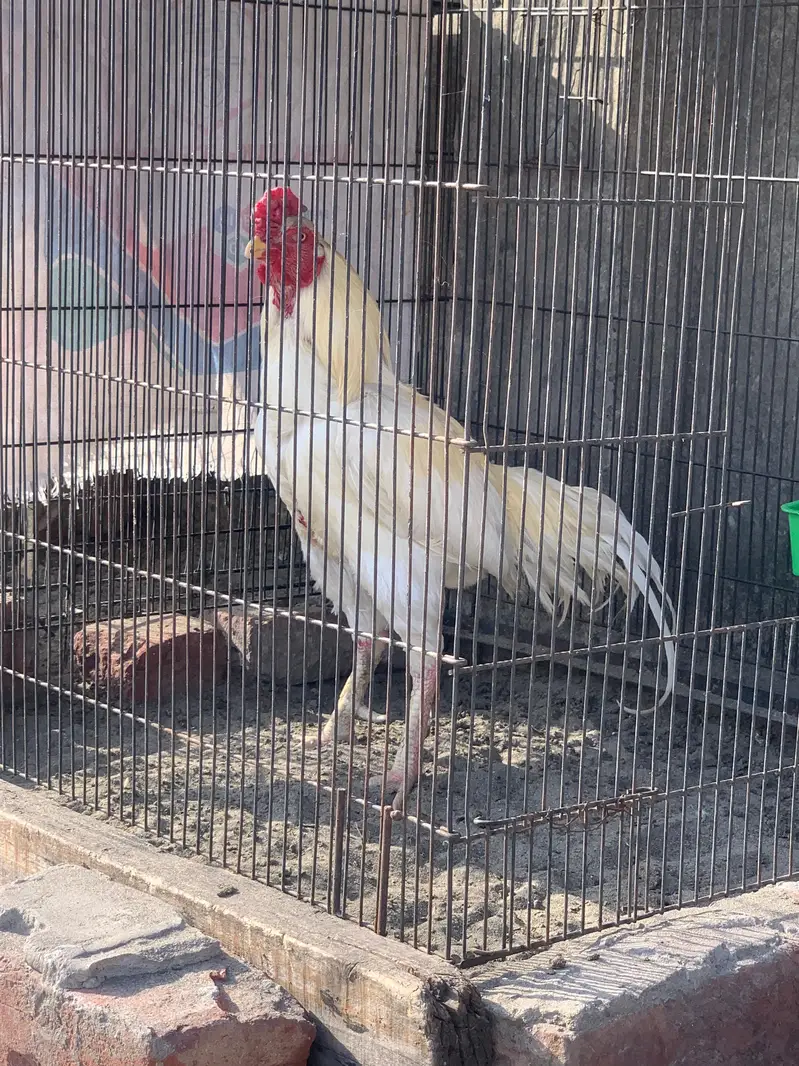Hera male for sale active breeder — photo 3