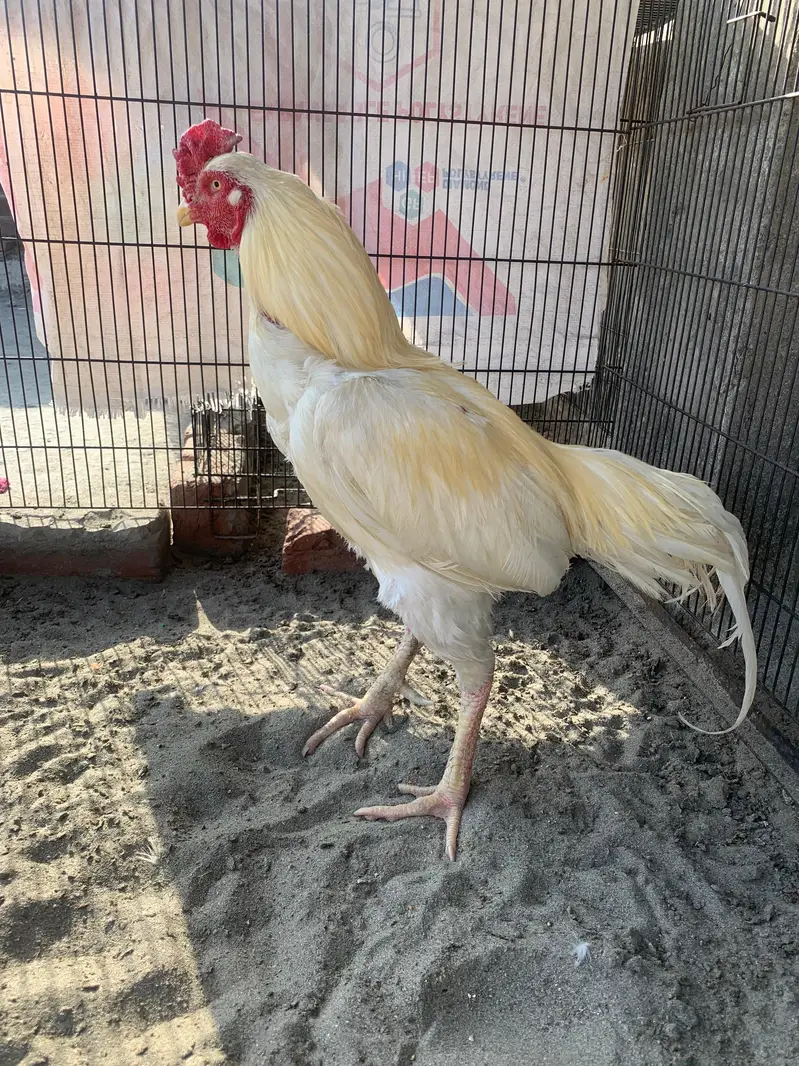 Hera male for sale active breeder — photo 4