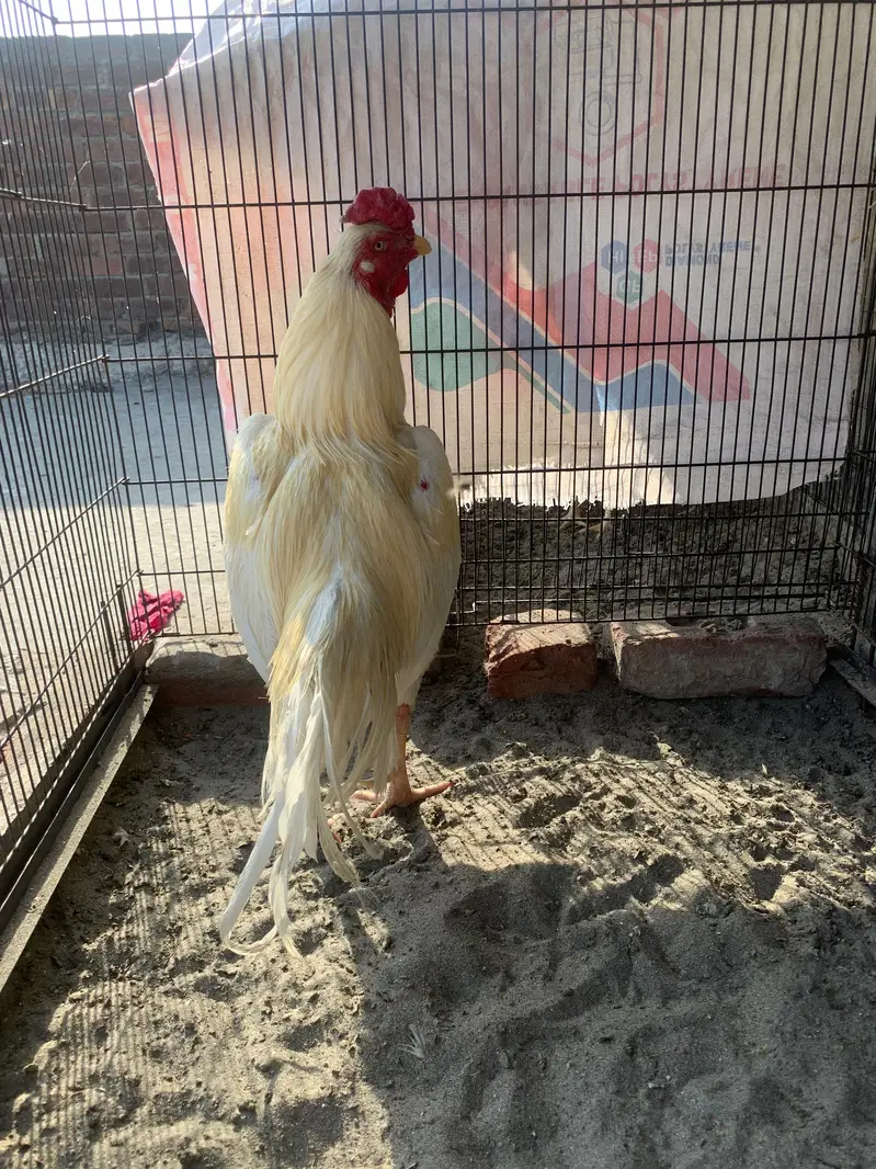 Hera male for sale active breeder — photo 5