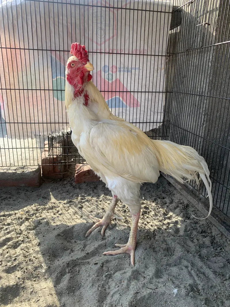Hera male for sale active breeder — photo 6
