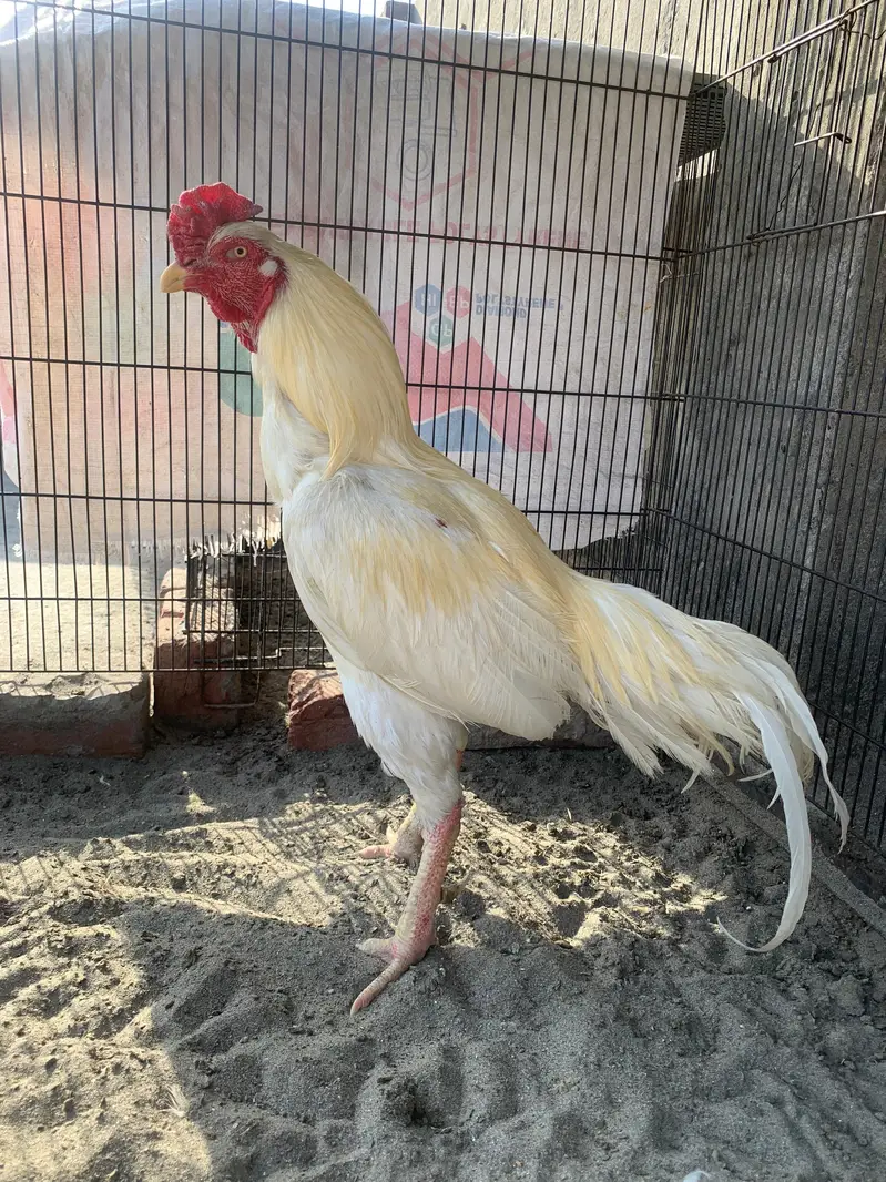 Hera male for sale active breeder — photo 7
