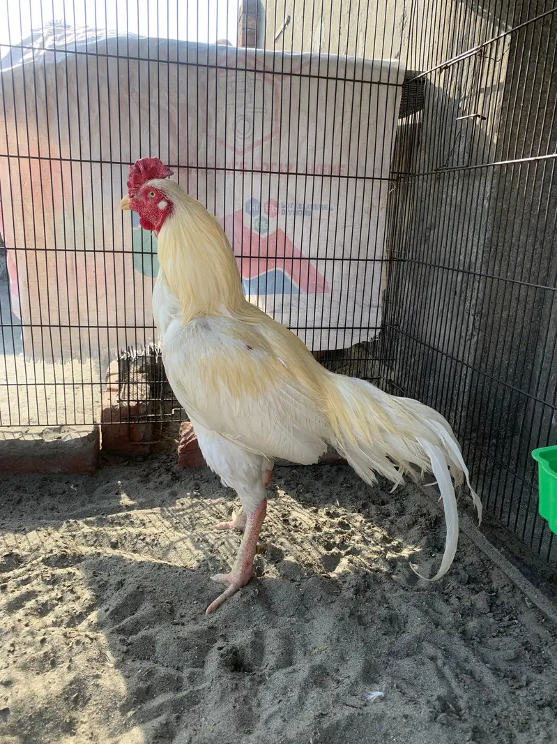 Hera male for sale active breeder — photo 8