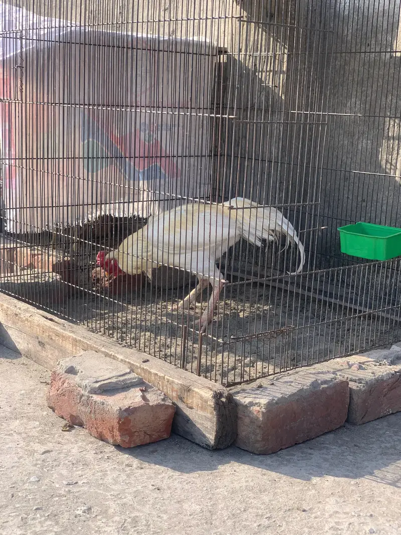 Hera male for sale active breeder — photo 9