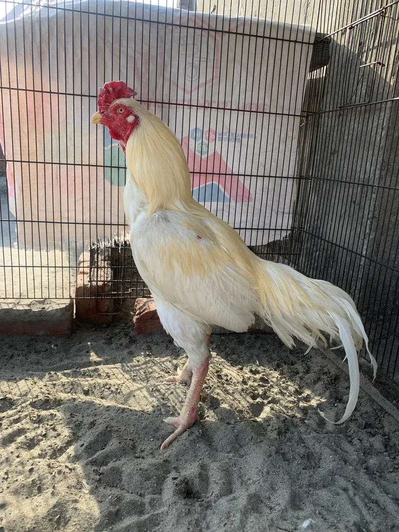 Hera male for sale active breeder — photo 10