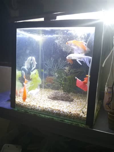 Fishes with Aquarium