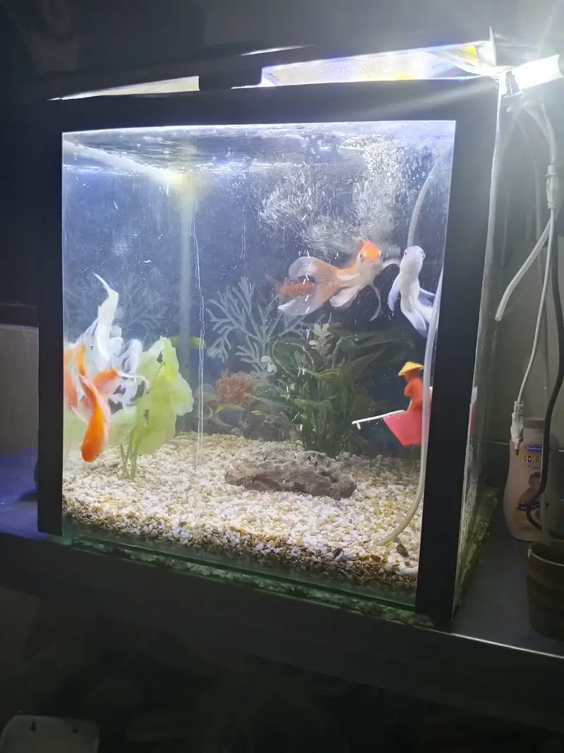 Fishes with Aquarium — photo 2