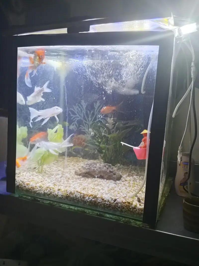 Fishes with Aquarium — photo 3