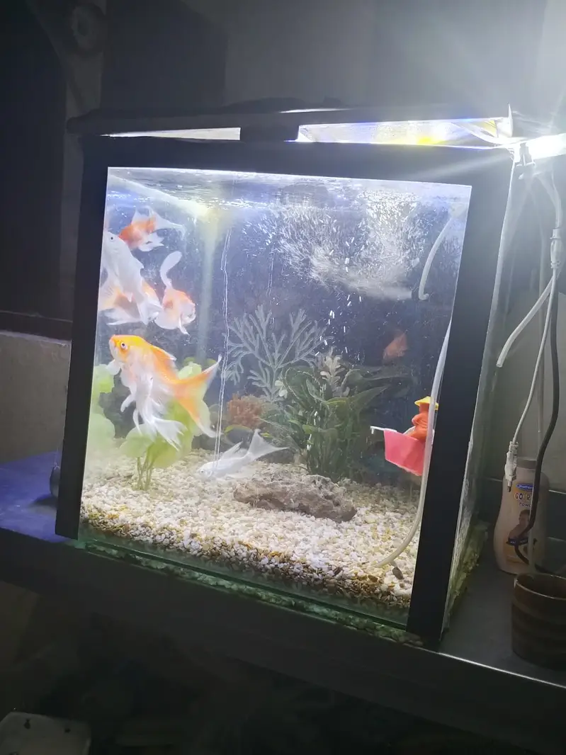 Fishes with Aquarium — photo 4