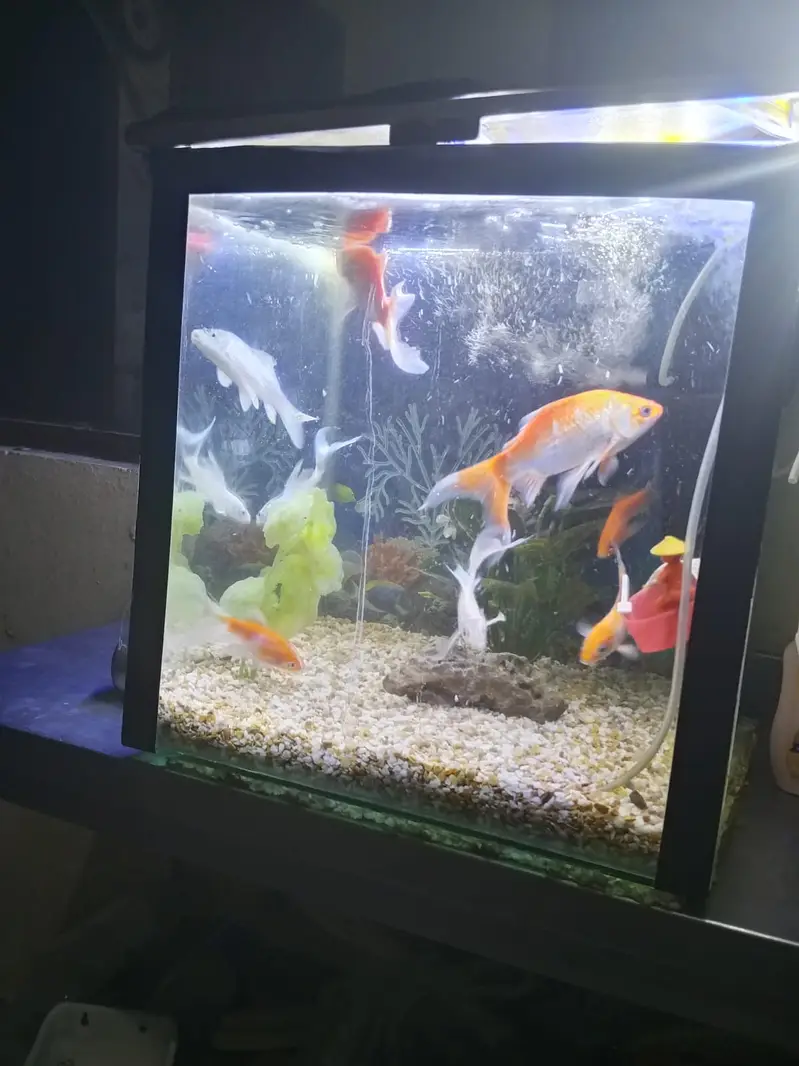 Fishes with Aquarium — photo 5