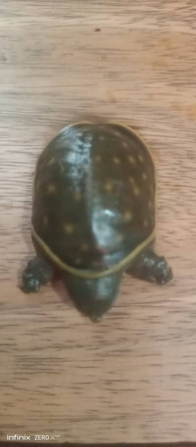 turtle for sale