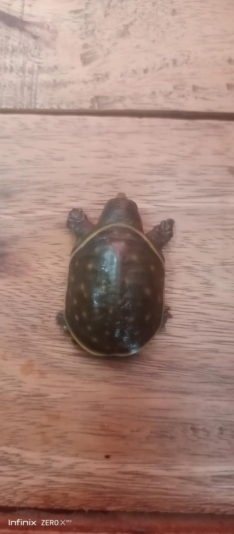 turtle for sale — photo 2