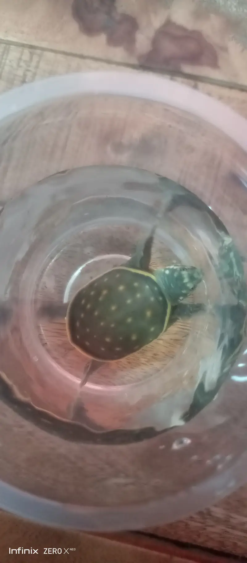 turtle for sale — photo 3