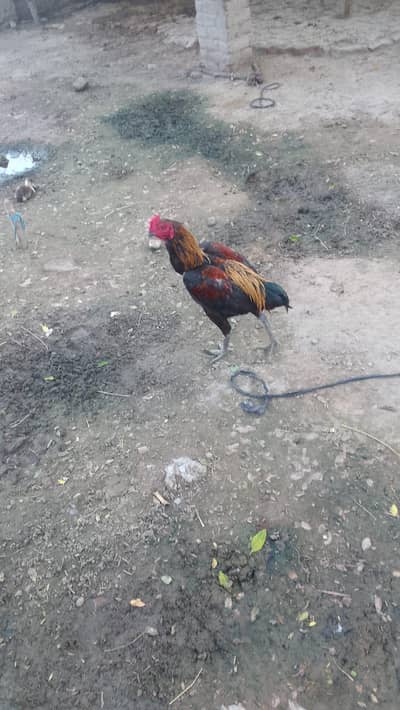 thai aseel
