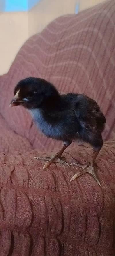 aseel golden buff and desi chicks