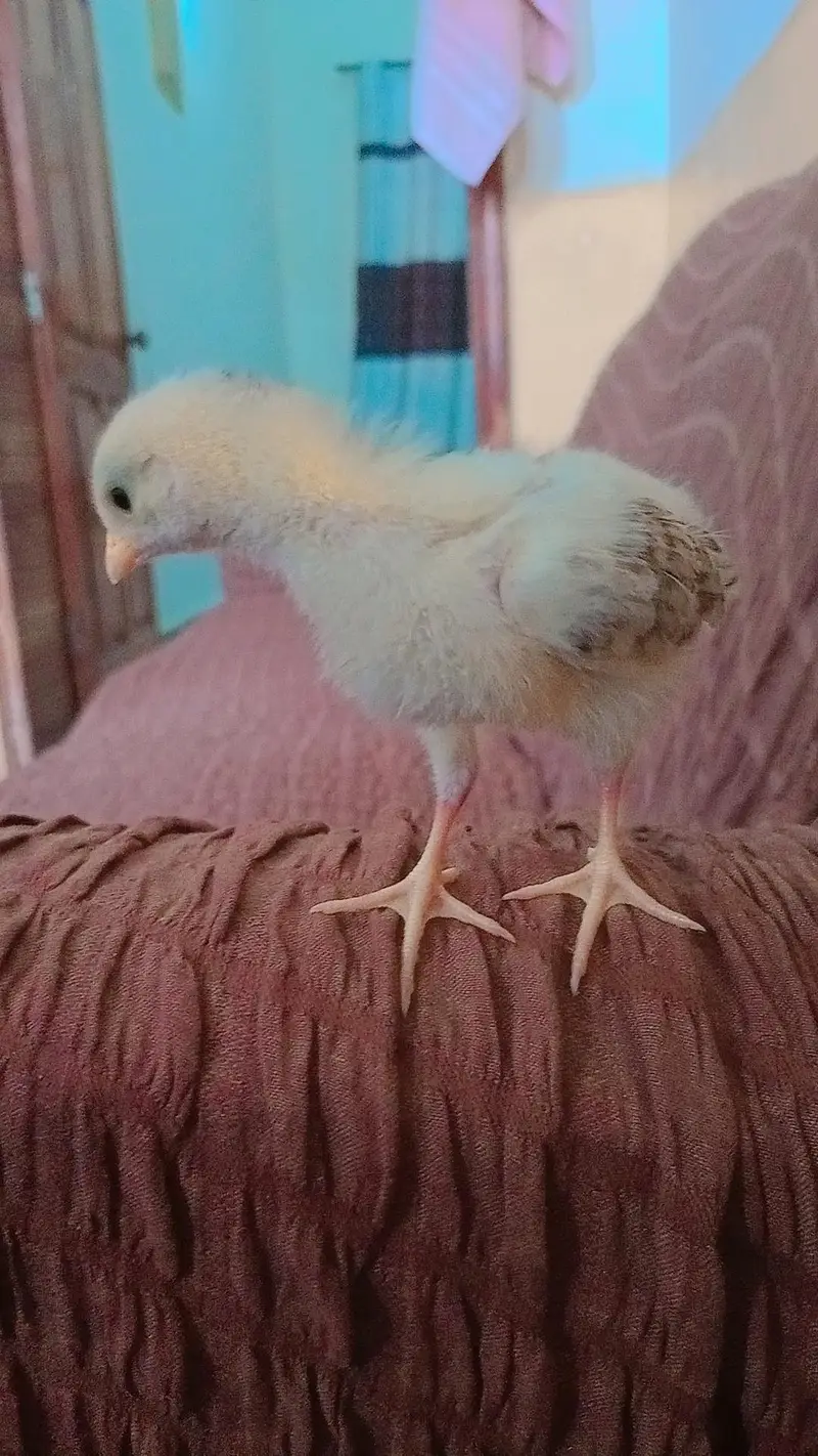 aseel golden buff and desi chicks — photo 2
