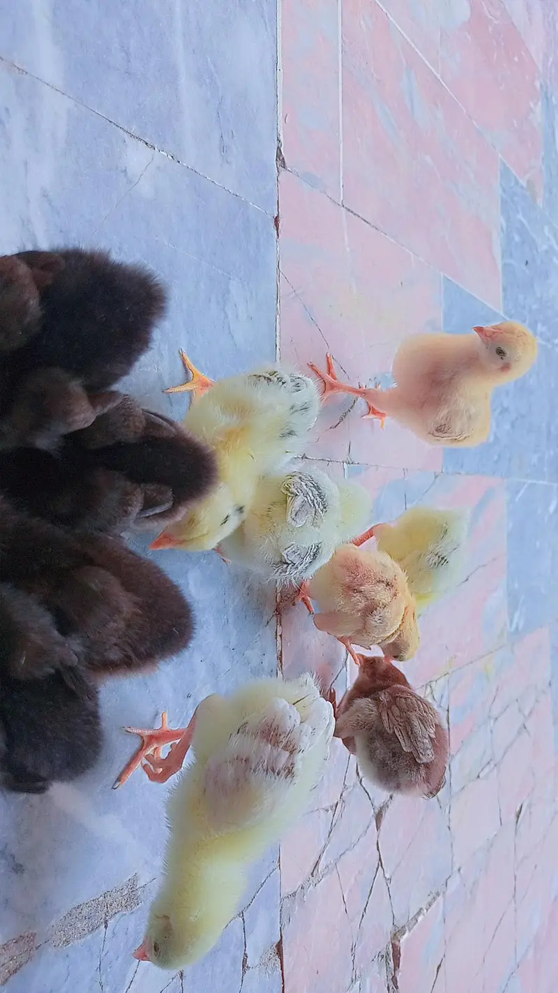aseel golden buff and desi chicks — photo 5