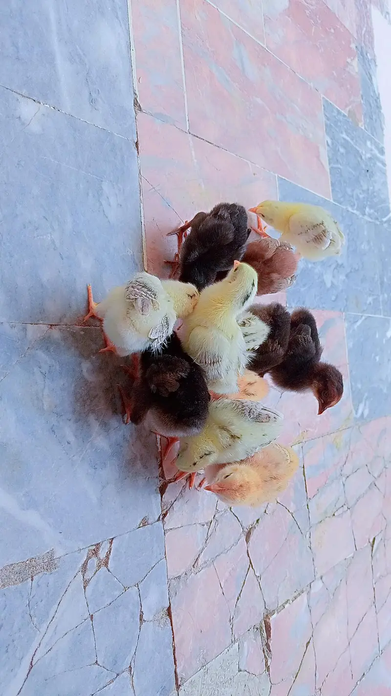 aseel golden buff and desi chicks — photo 6