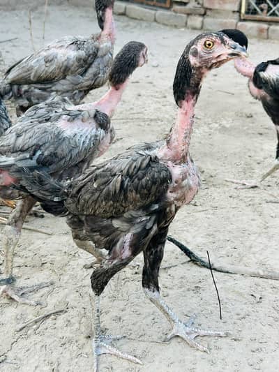 Wlaiti cross Breed Full active High quality