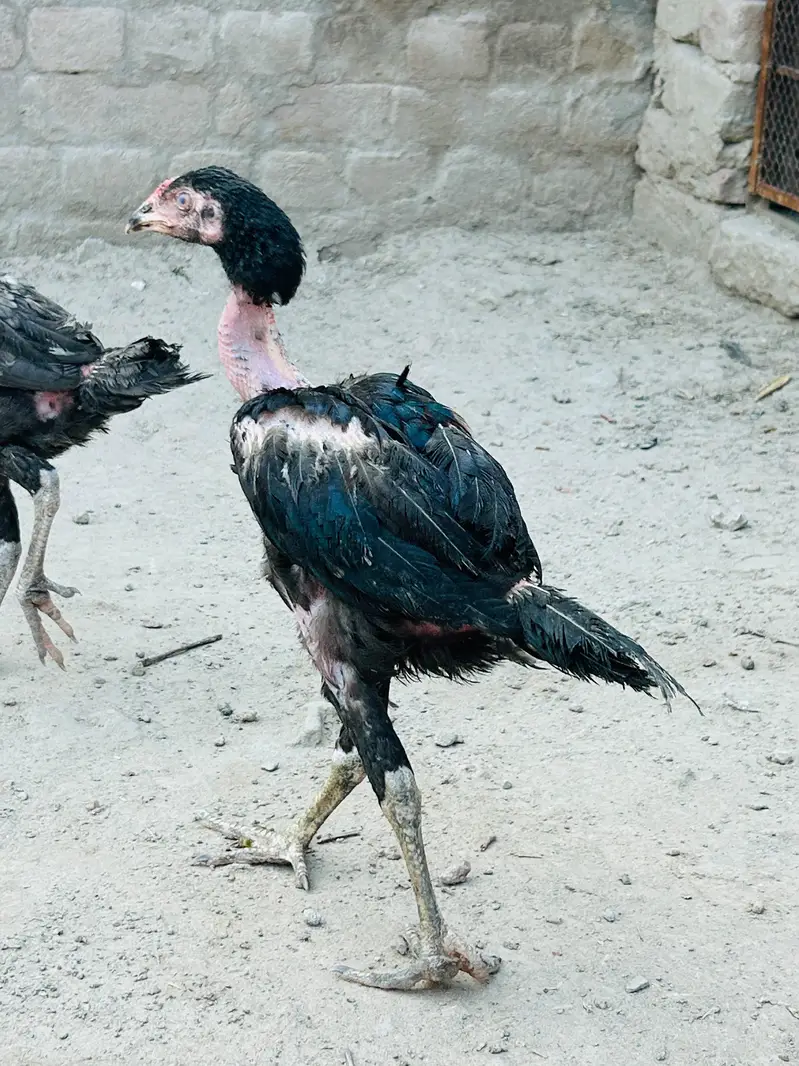 Wlaiti cross Breed Full active High quality — photo 3