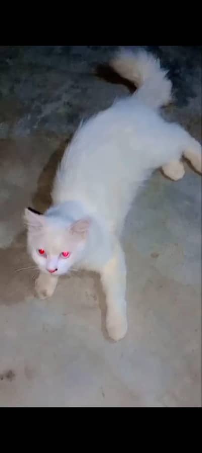 White Persian Cat For Sale | 7 Months | Active & Playful | Karachi